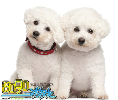 网页游戏私服军犬怎么提升军官战斗力 宠物卷提升幸运度方法介绍